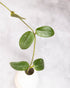Green leafy plant in a pot on a light gray background