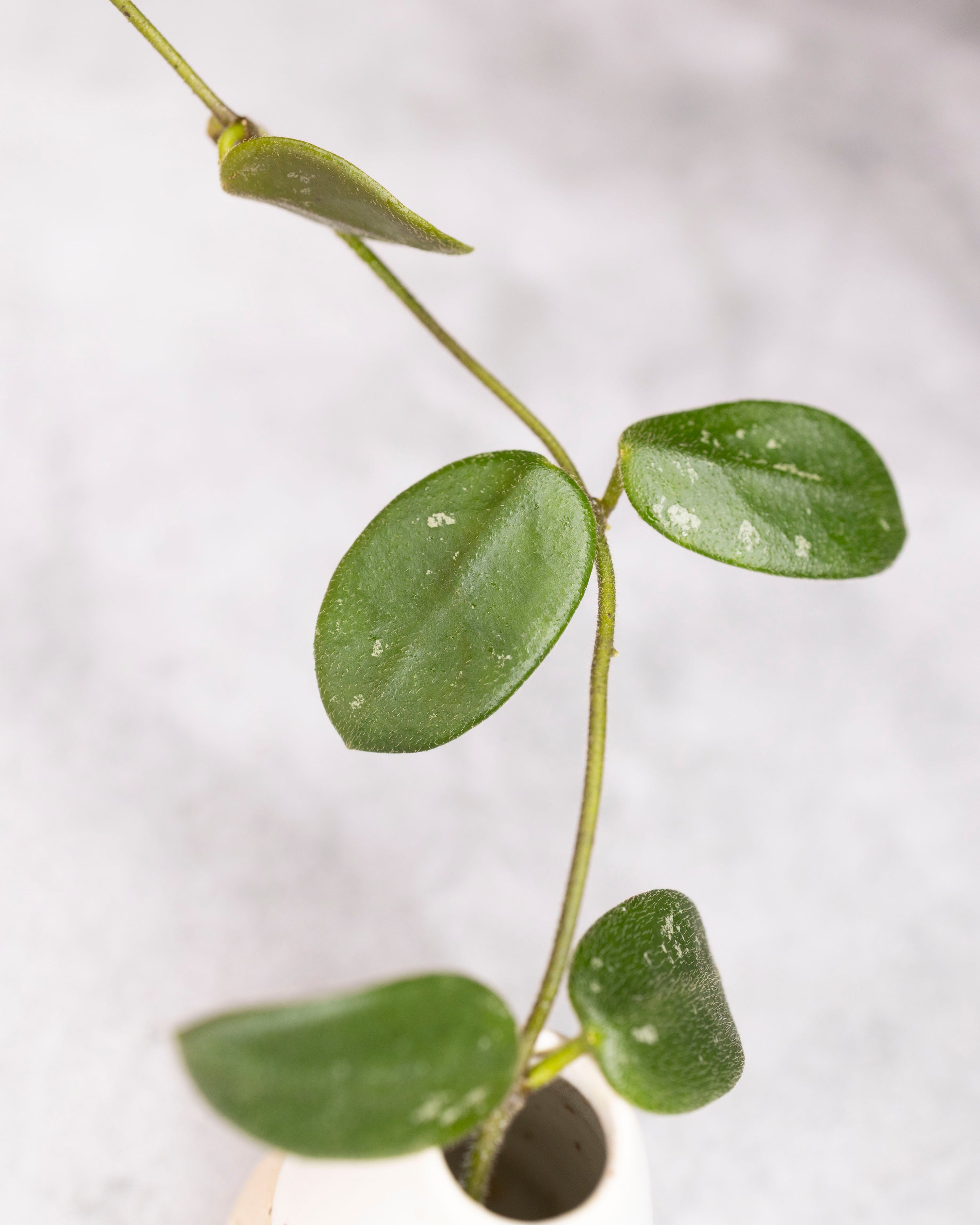Hoya &