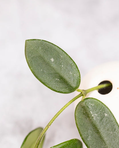 Hoya &