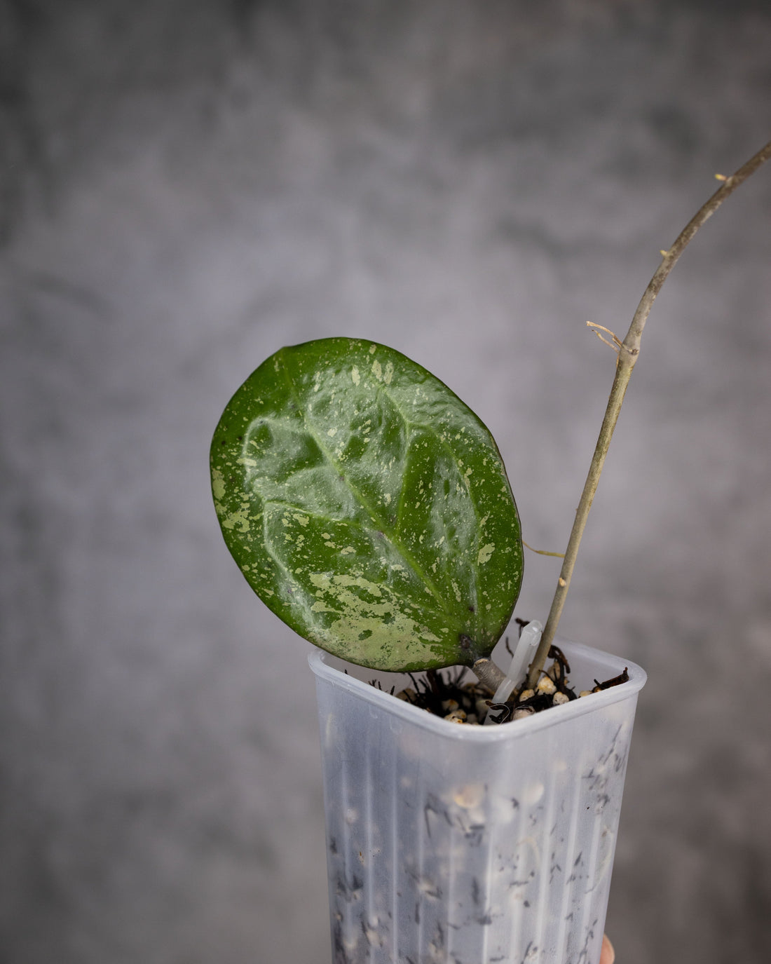 Hoya michele