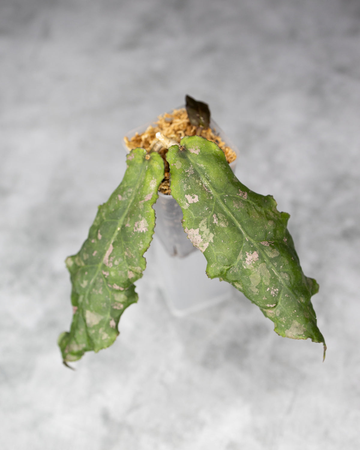 Hoya undulata