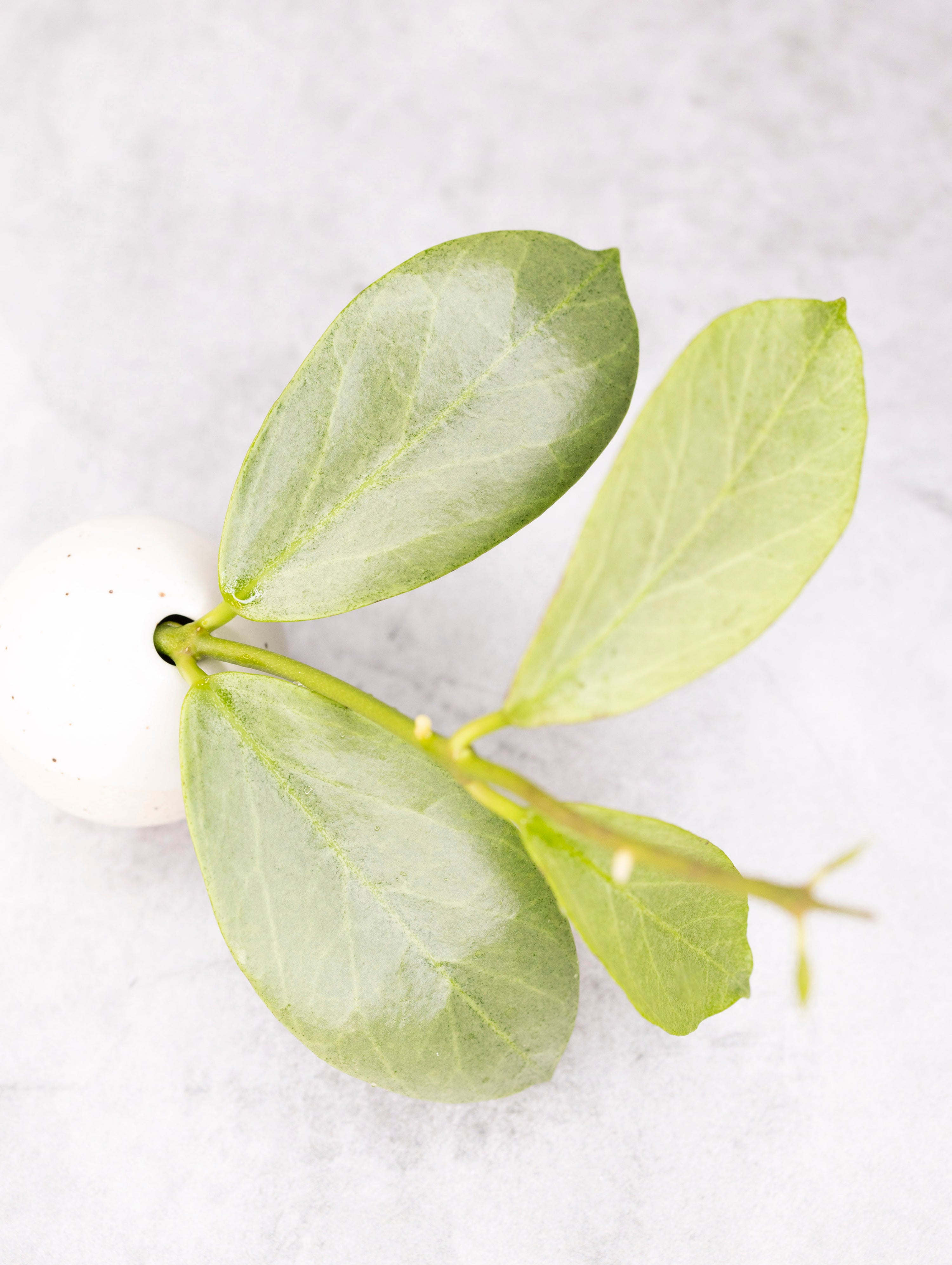 Hoya obscura &