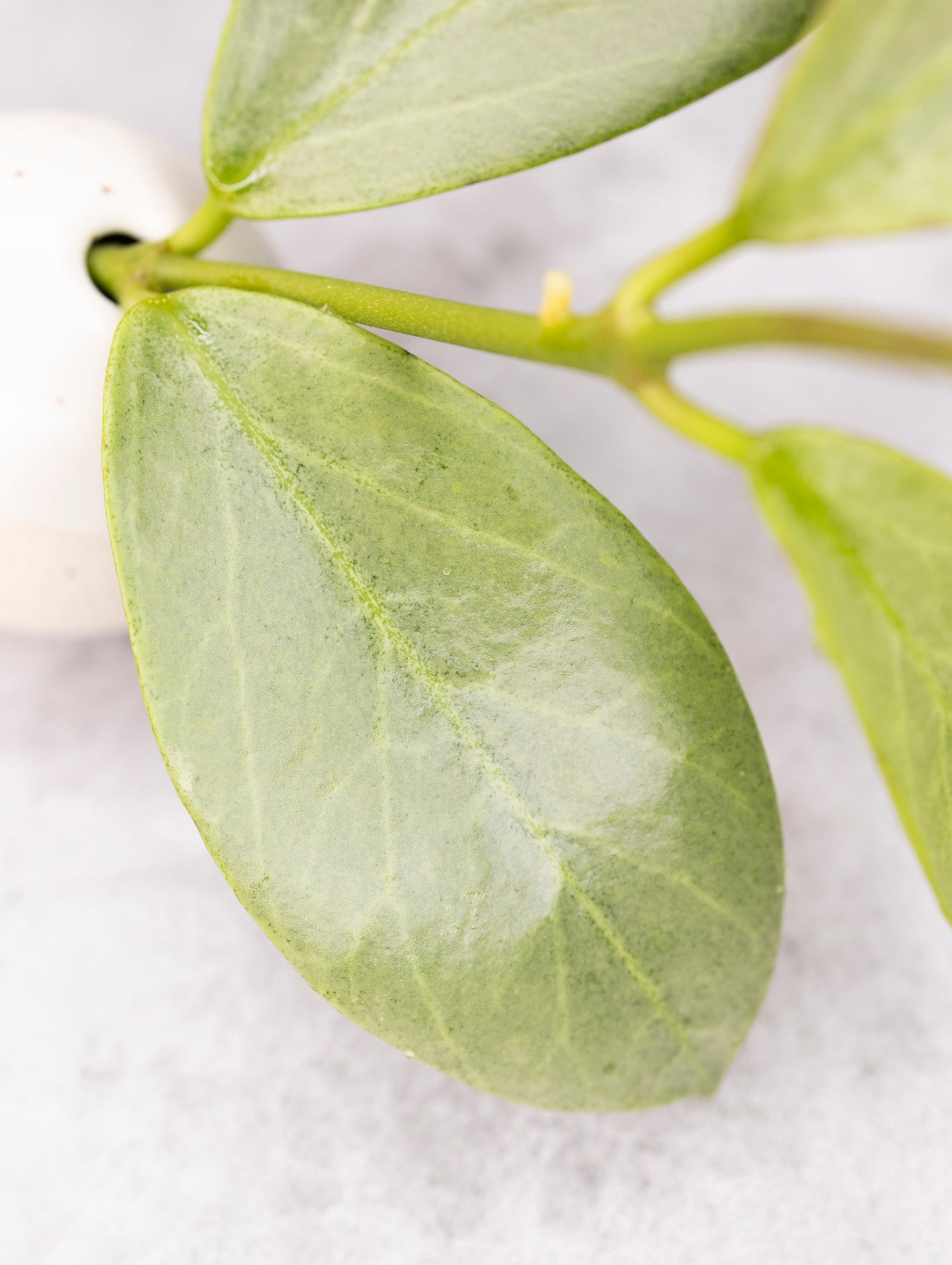 Hoya obscura Cryptic Chrome
