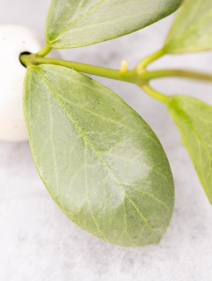 Hoya obscura Cryptic Chrome