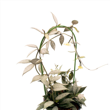 Hoya Lacunosa White Pearl on a plant trellis