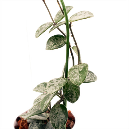 succulent trellis U-shape Trellis – Hoya Cuttings