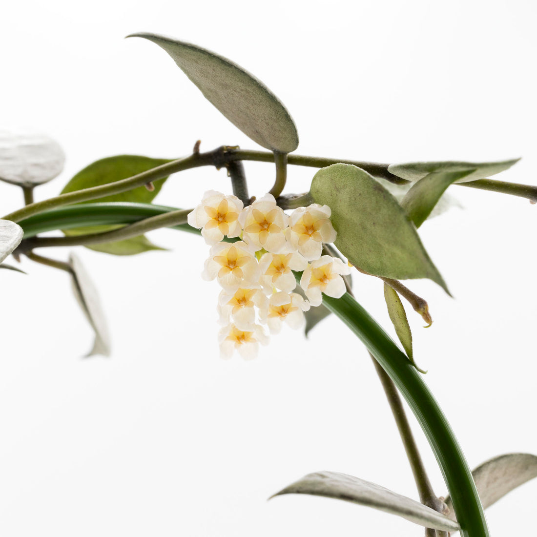 Hoya Lacunosa White Pearl Bloom