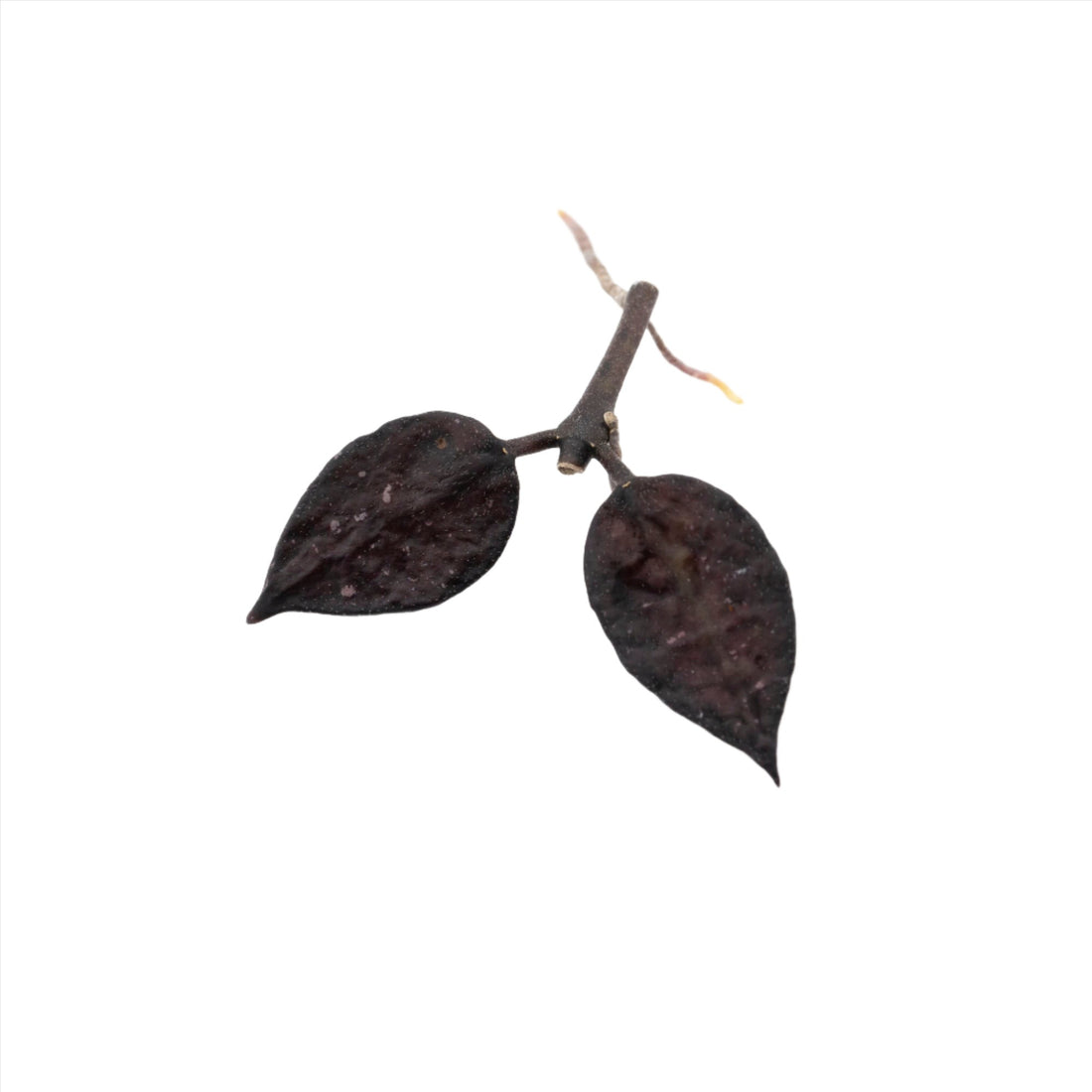 Unrooted cutting of Hoya Krohniana Black Leaves EPC-943