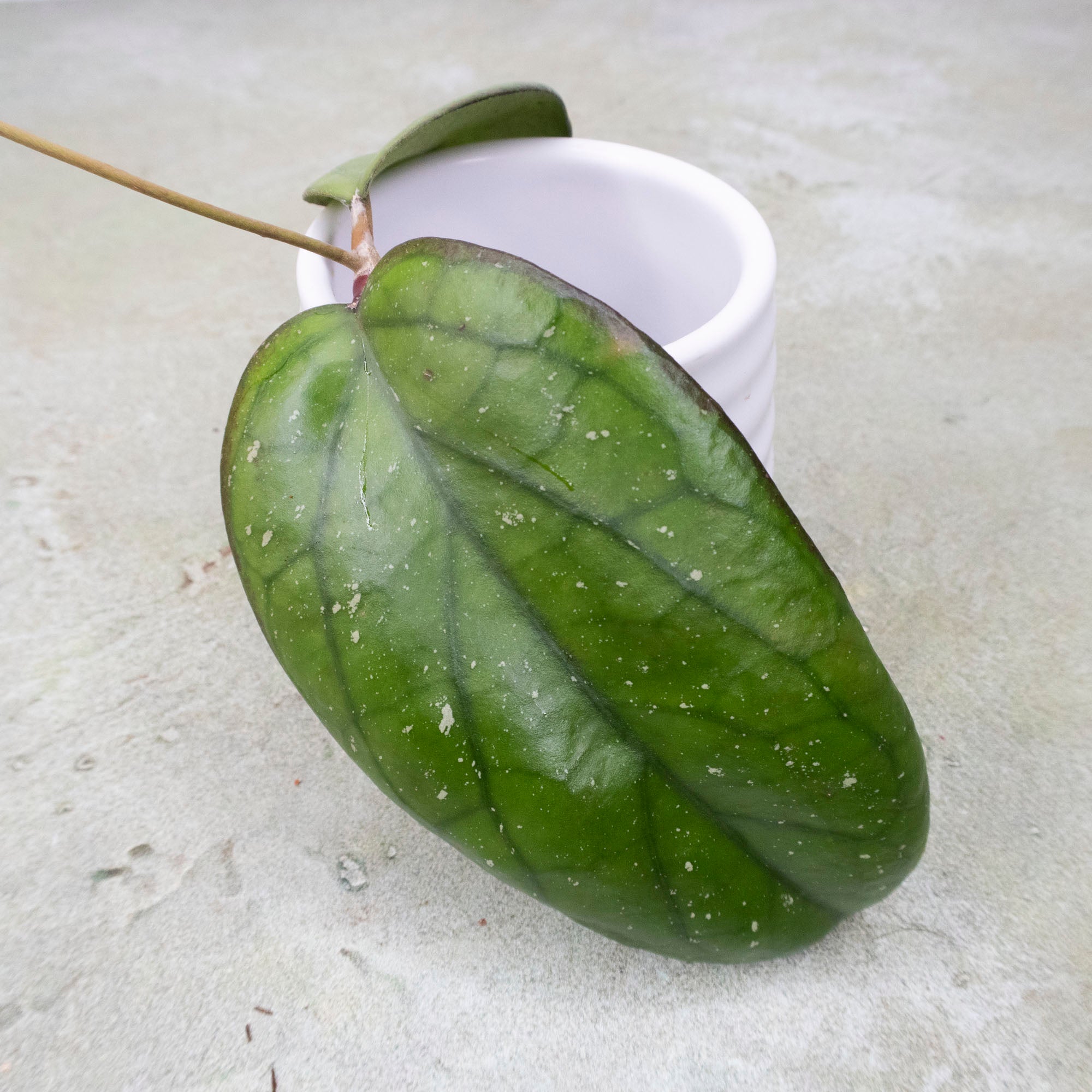 Hoya &