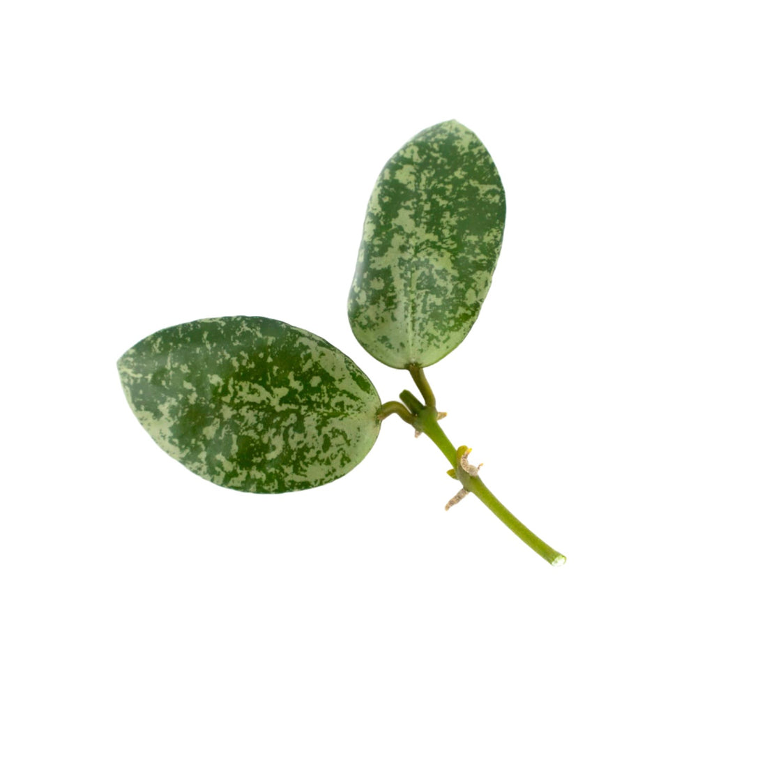 Hoya Lacunosa Lime Coin