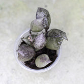 Lightly rooted cutting of Hoya Lacunosa Violet