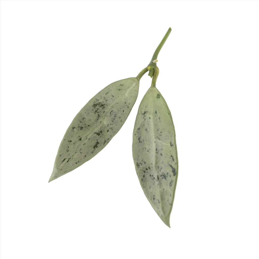 Hoya Lacunosa Silver Long Leaves