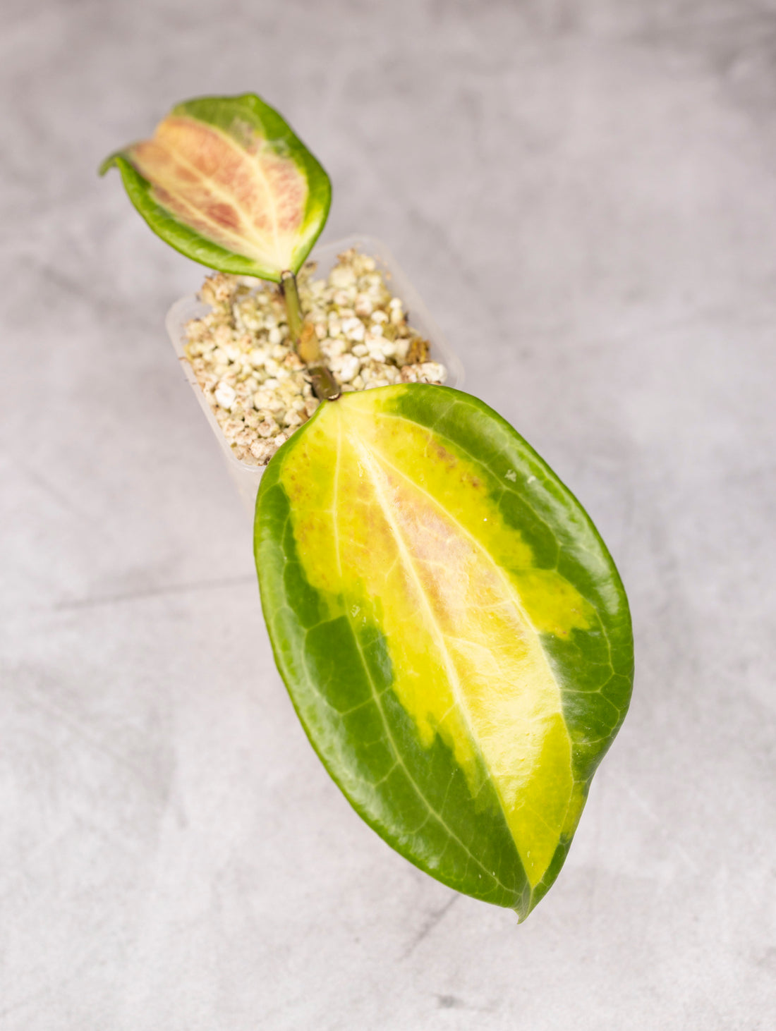 Decorative earring with green leaves on a gray background