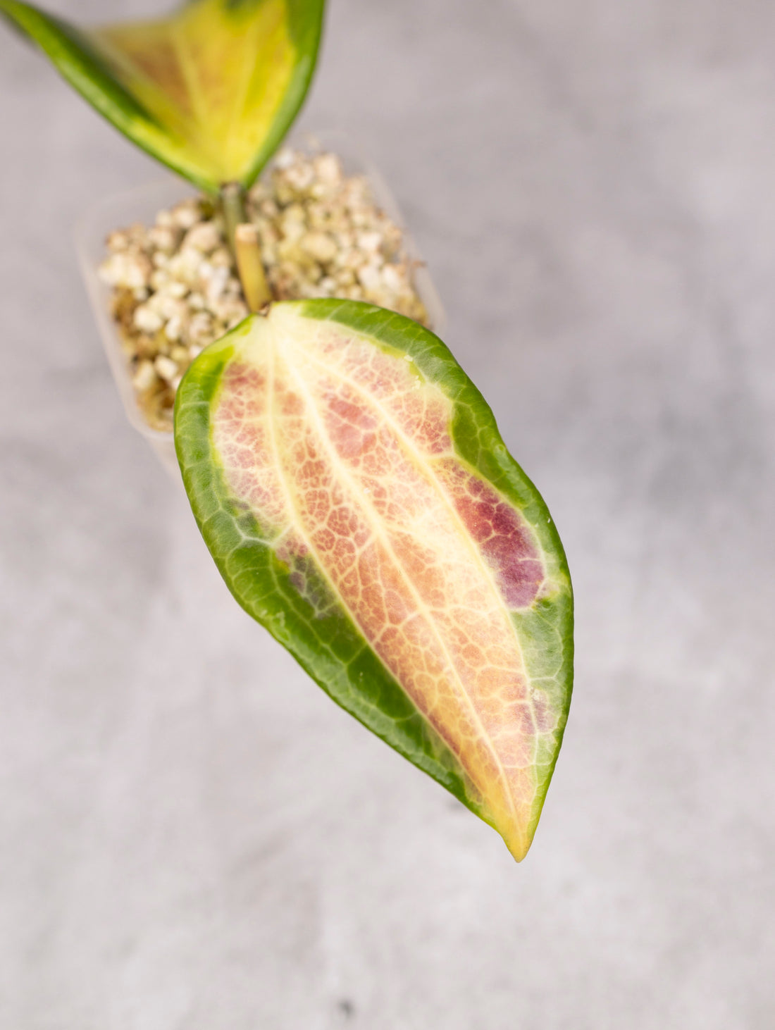 Close-up of a leaf with yellow and purple veins on a gray background