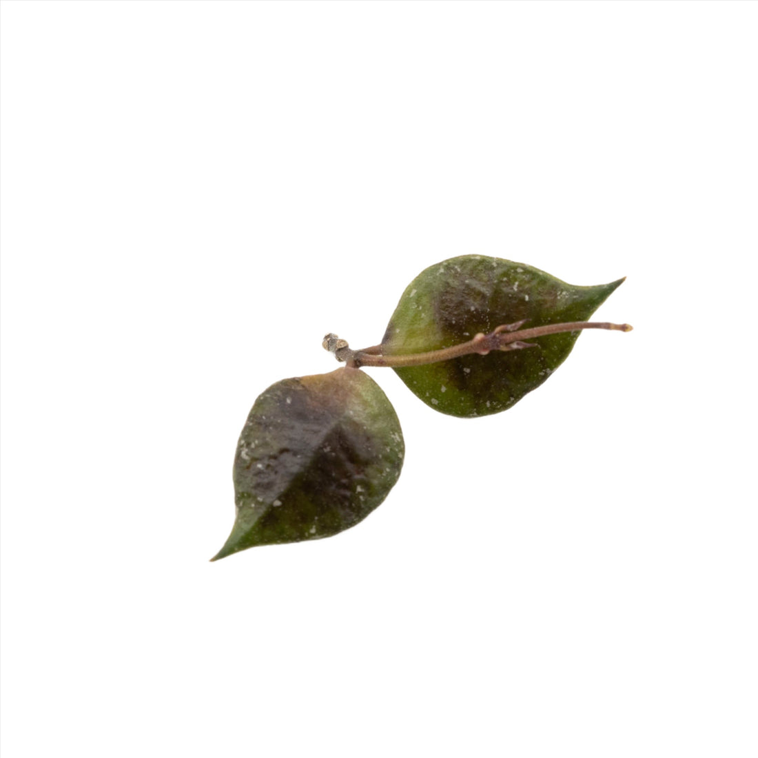 Hoya Minutiflora
