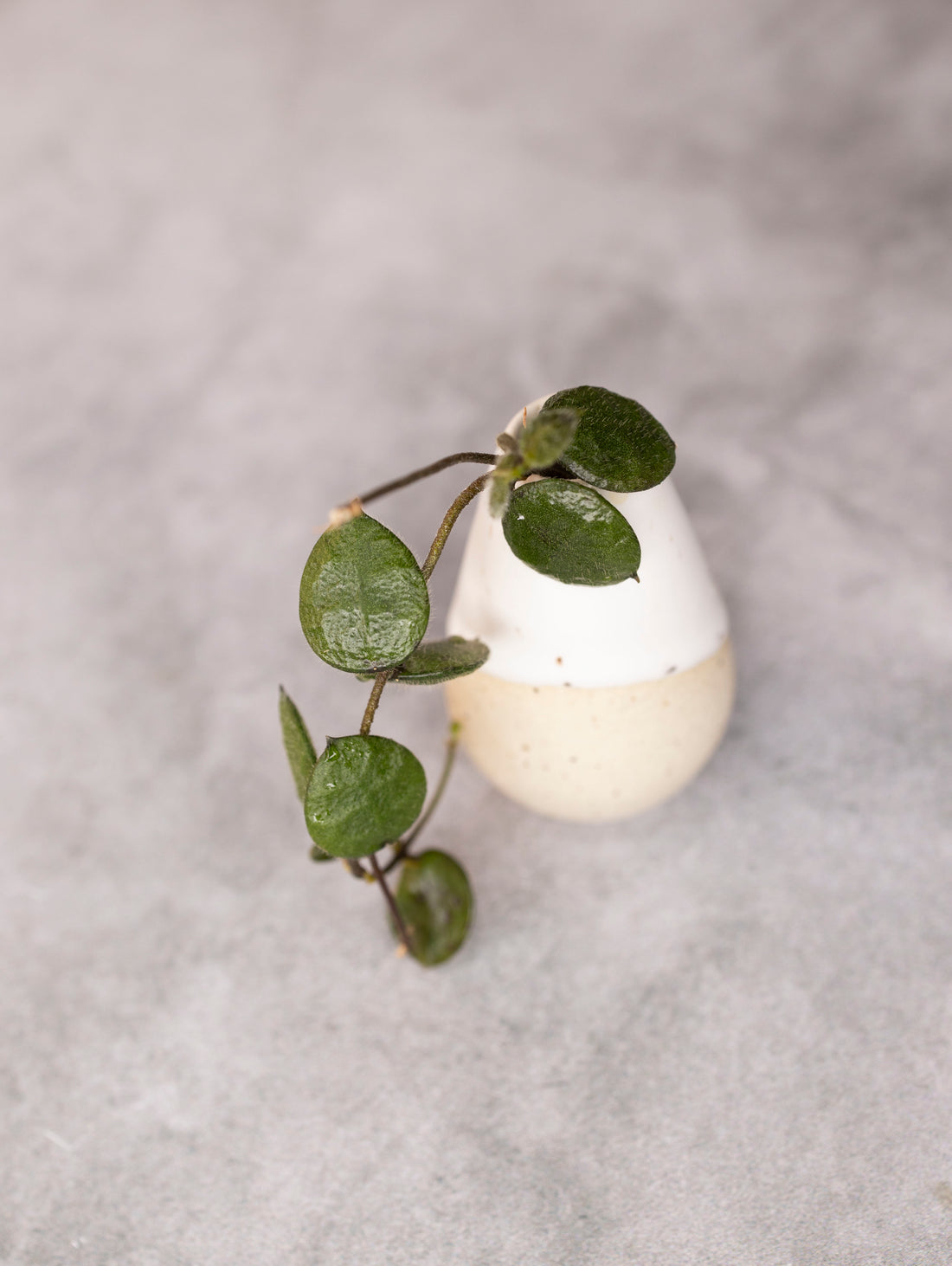 Small white ceramic planter with green leaves on a gray background