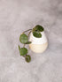 Small white ceramic planter with green leaves on a gray background