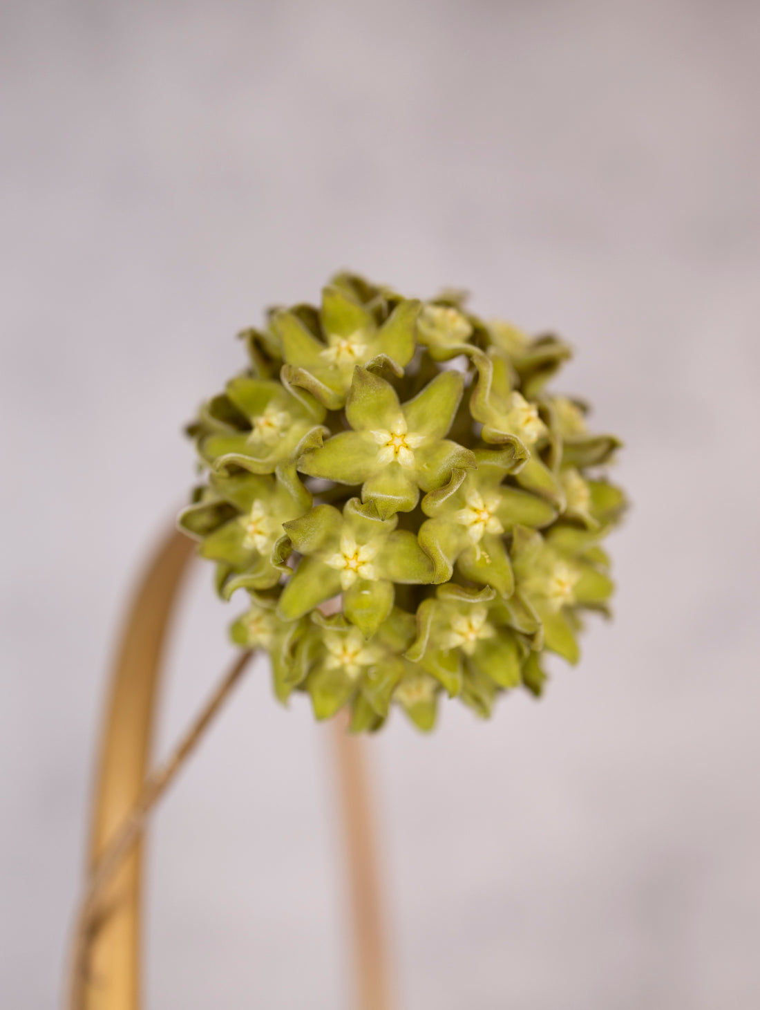Close-up of a green flower with a blurred gray background