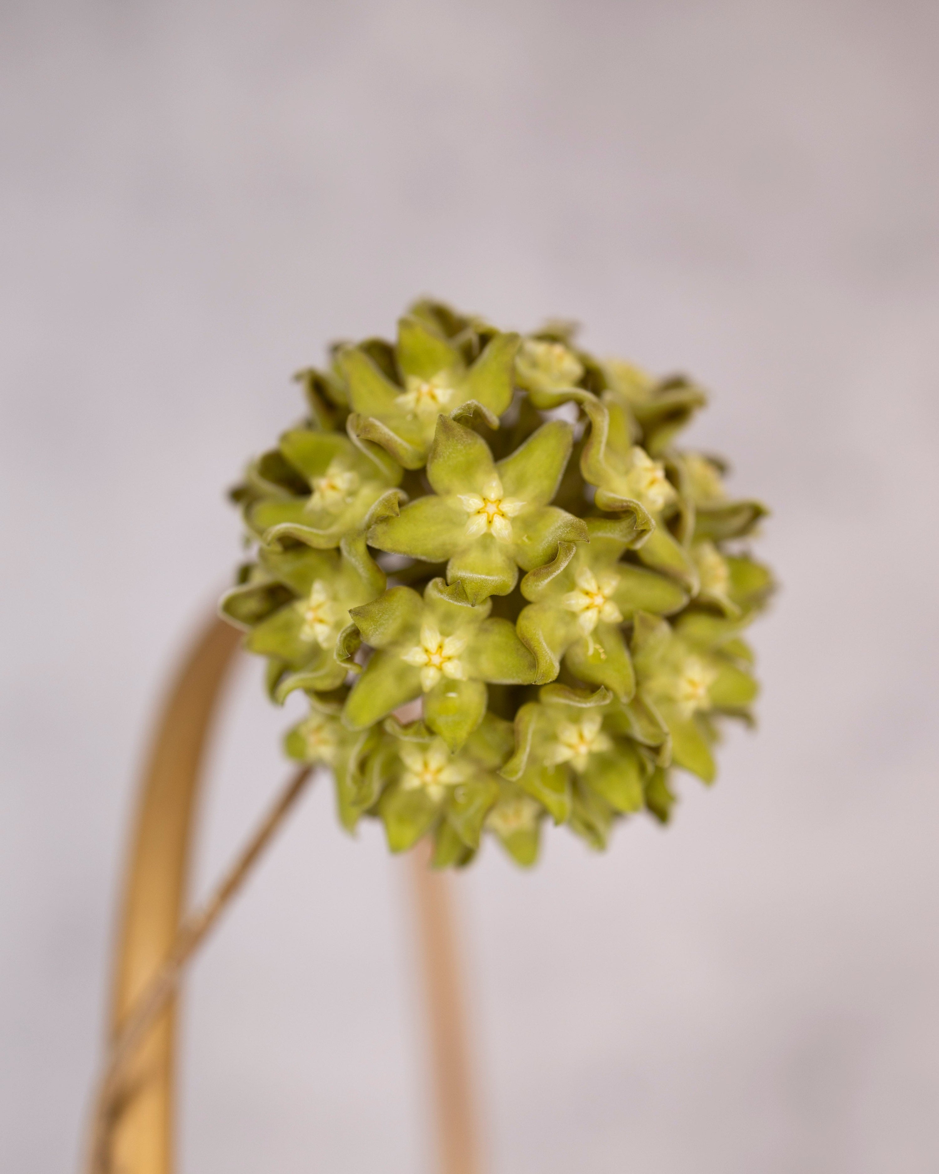 Close-up of a green flower with a blurred gray background
