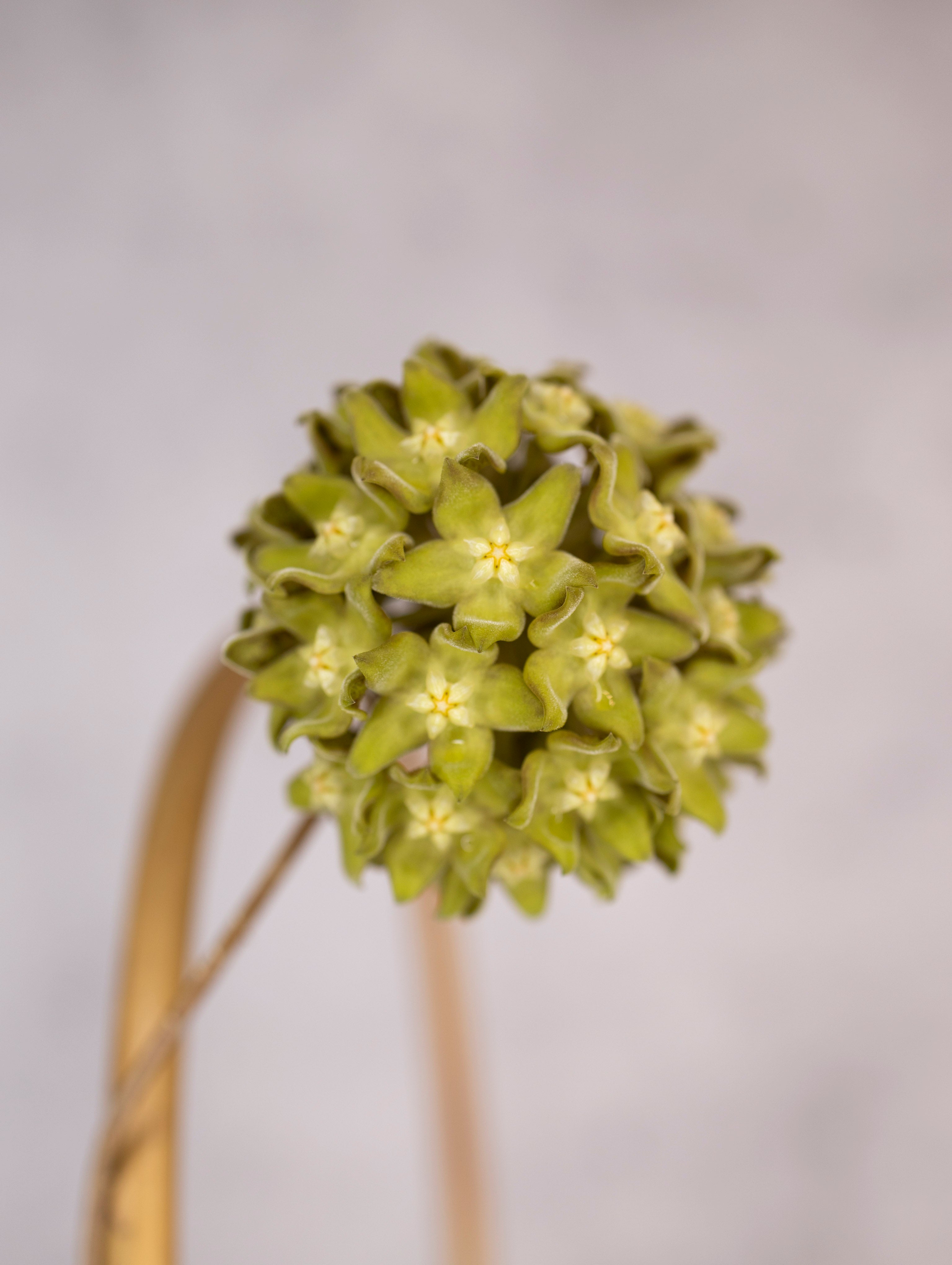 Close-up of a green flower with a blurred gray background