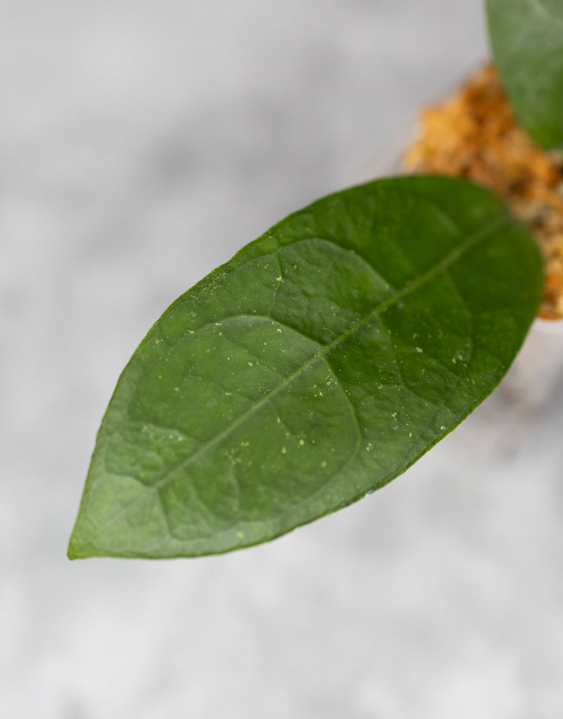 Hoya aff. Vitellina (Round Leaf)