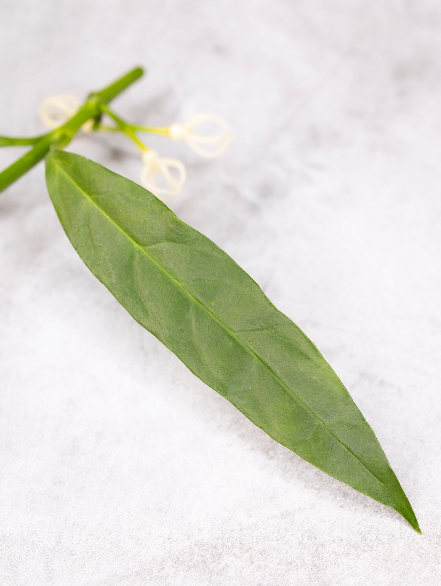 Hoya decipulae