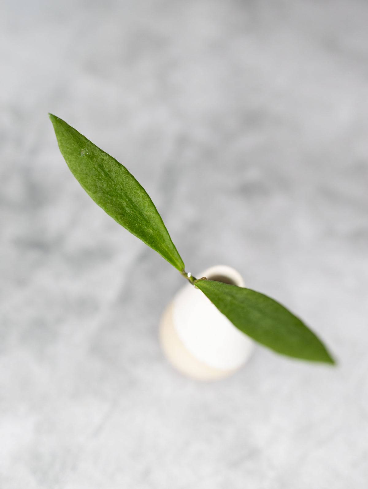 Hoya beccarii (Silver)