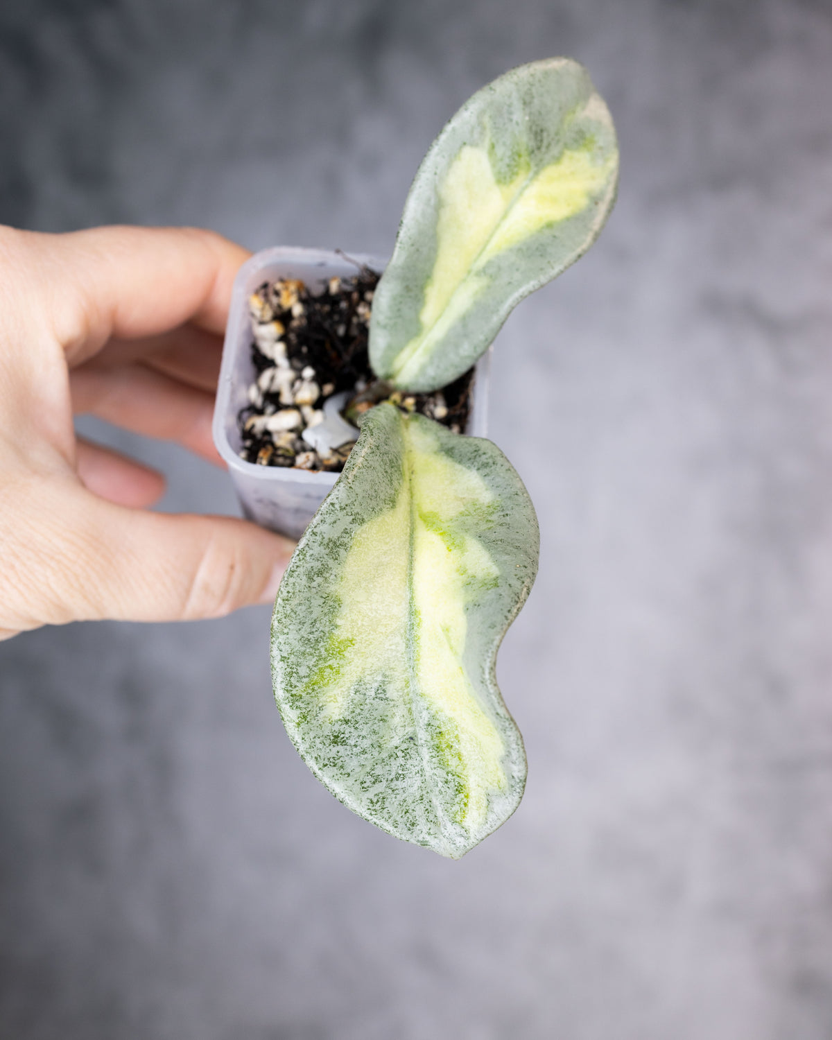 Hoya carnosa &