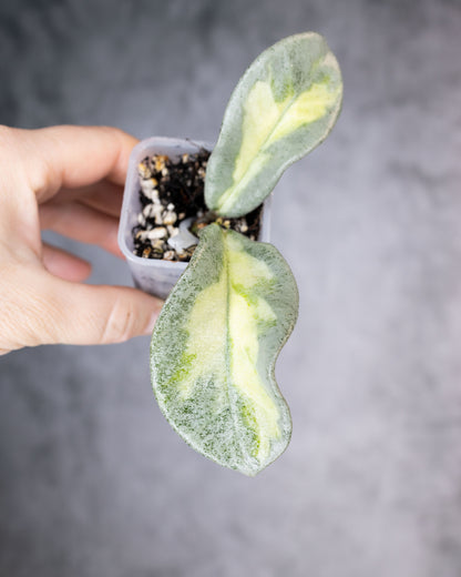 Hoya carnosa &