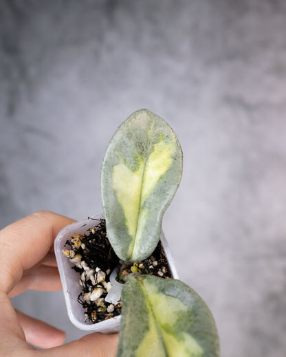 Hoya carnosa &