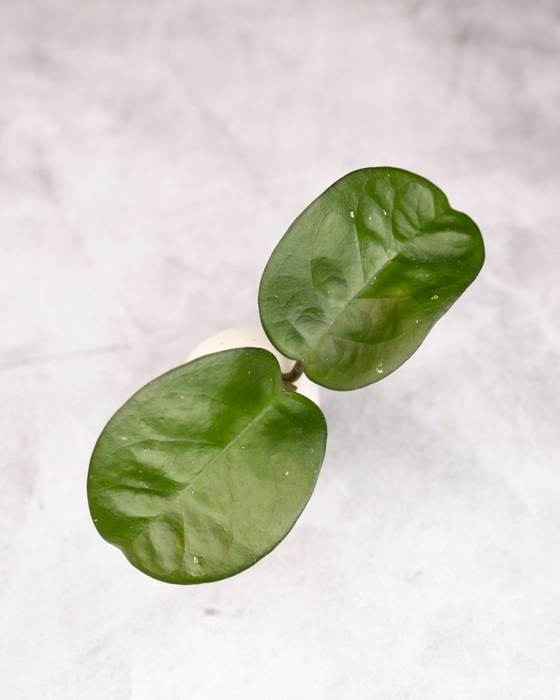 Two green leaves on a white background