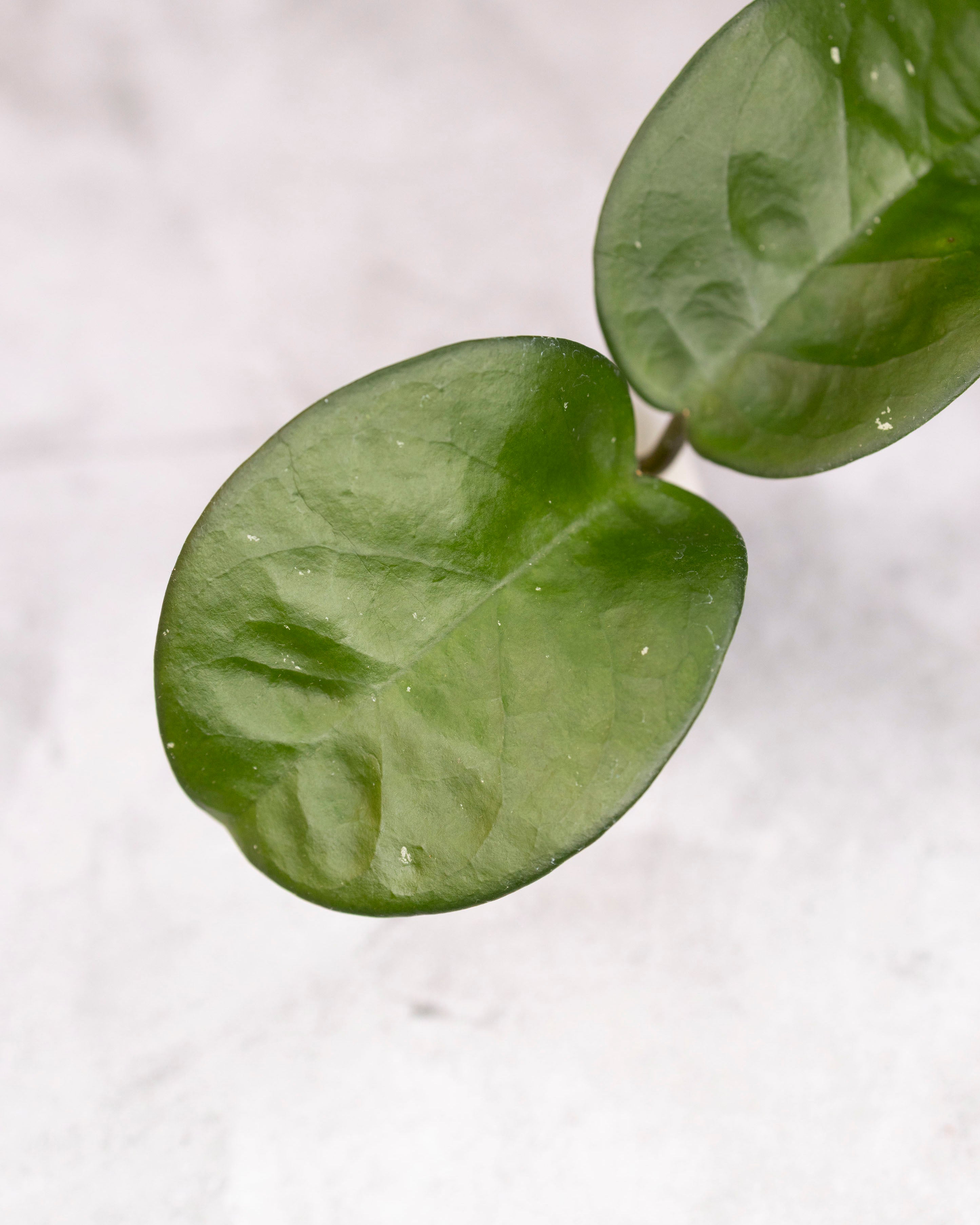 Hoya carnosa &