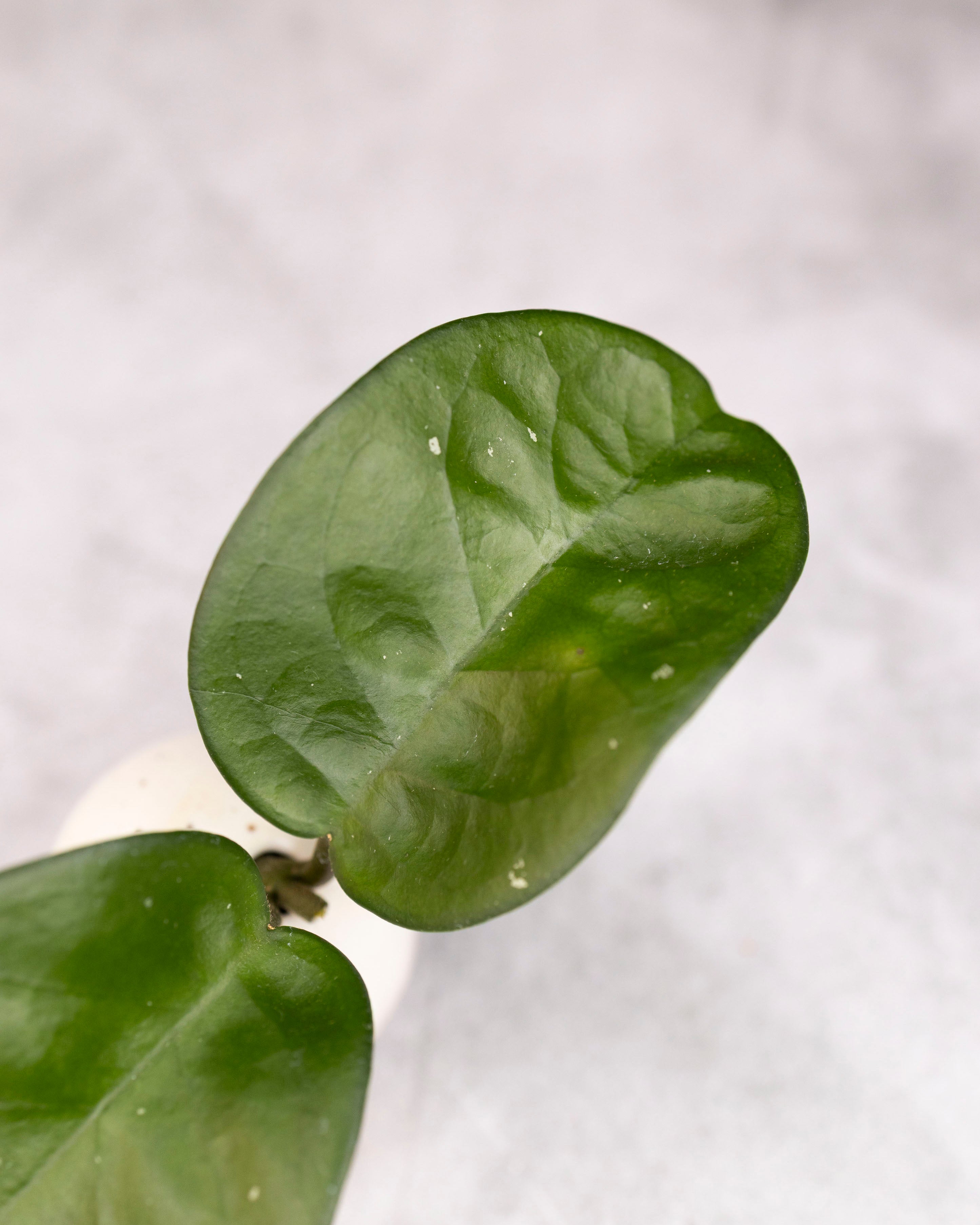 Hoya carnosa &
