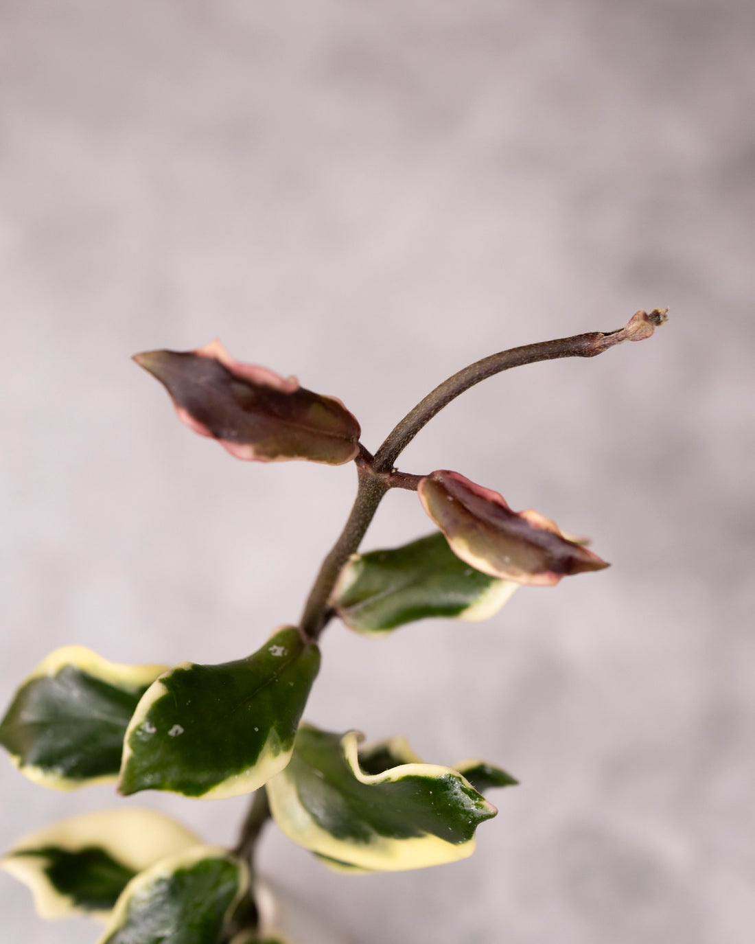 Hoya carnosa &