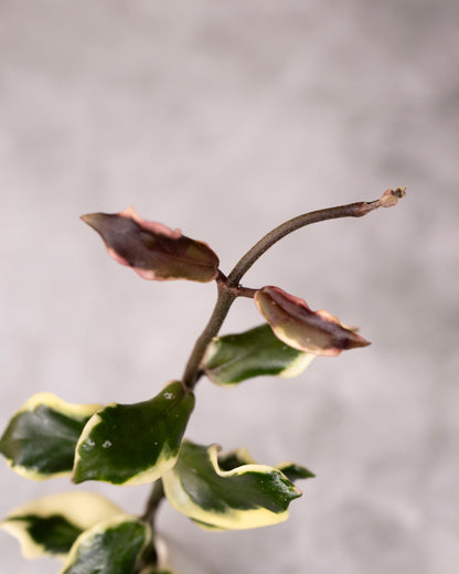 Hoya carnosa &