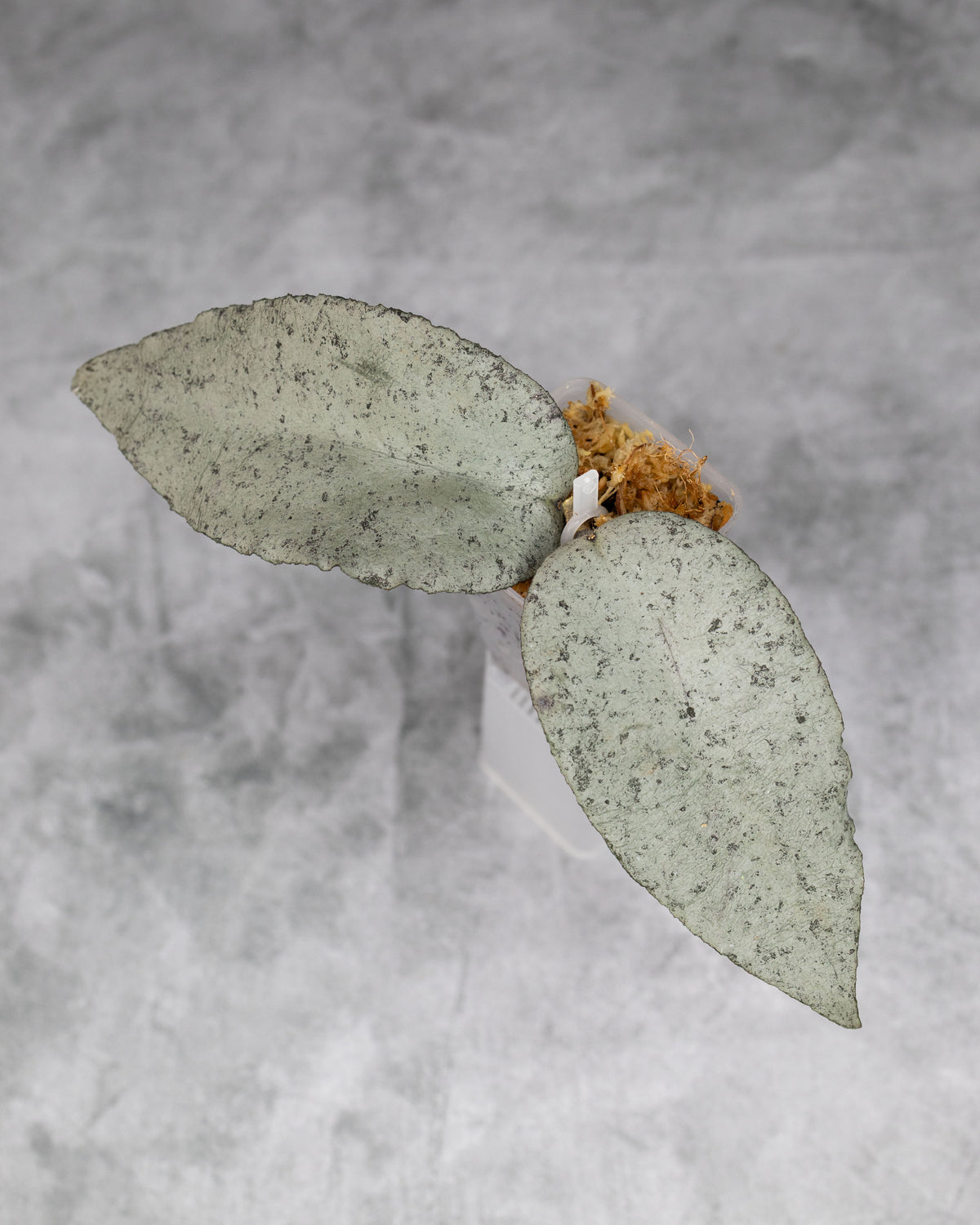 Hoya caudata &