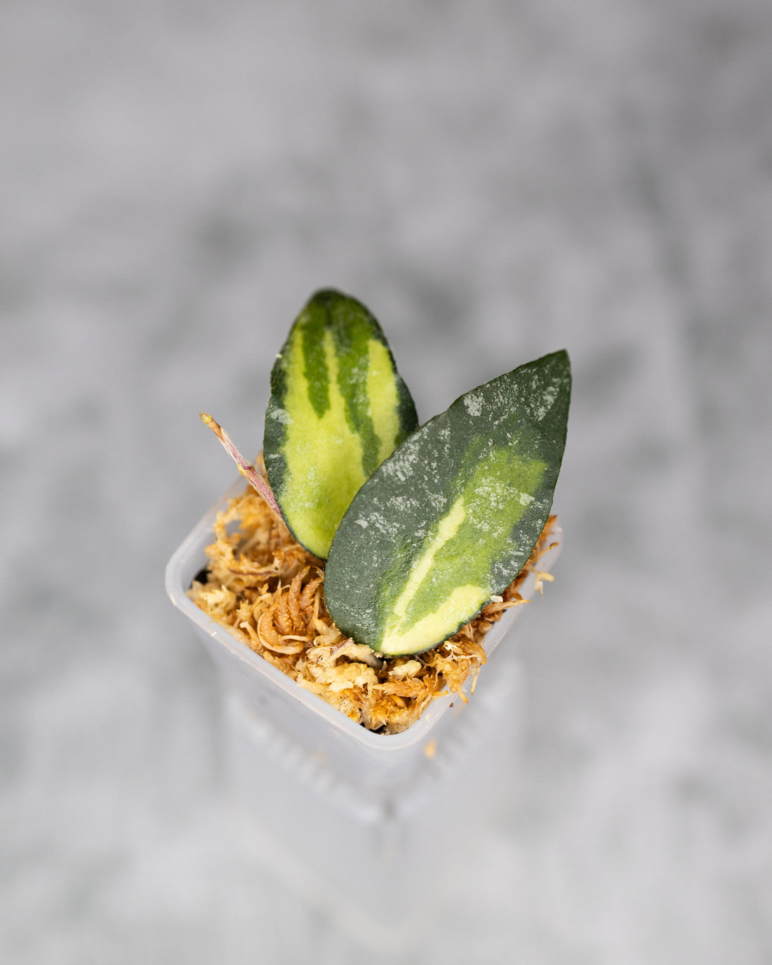 Hoya caudata (Variegated)