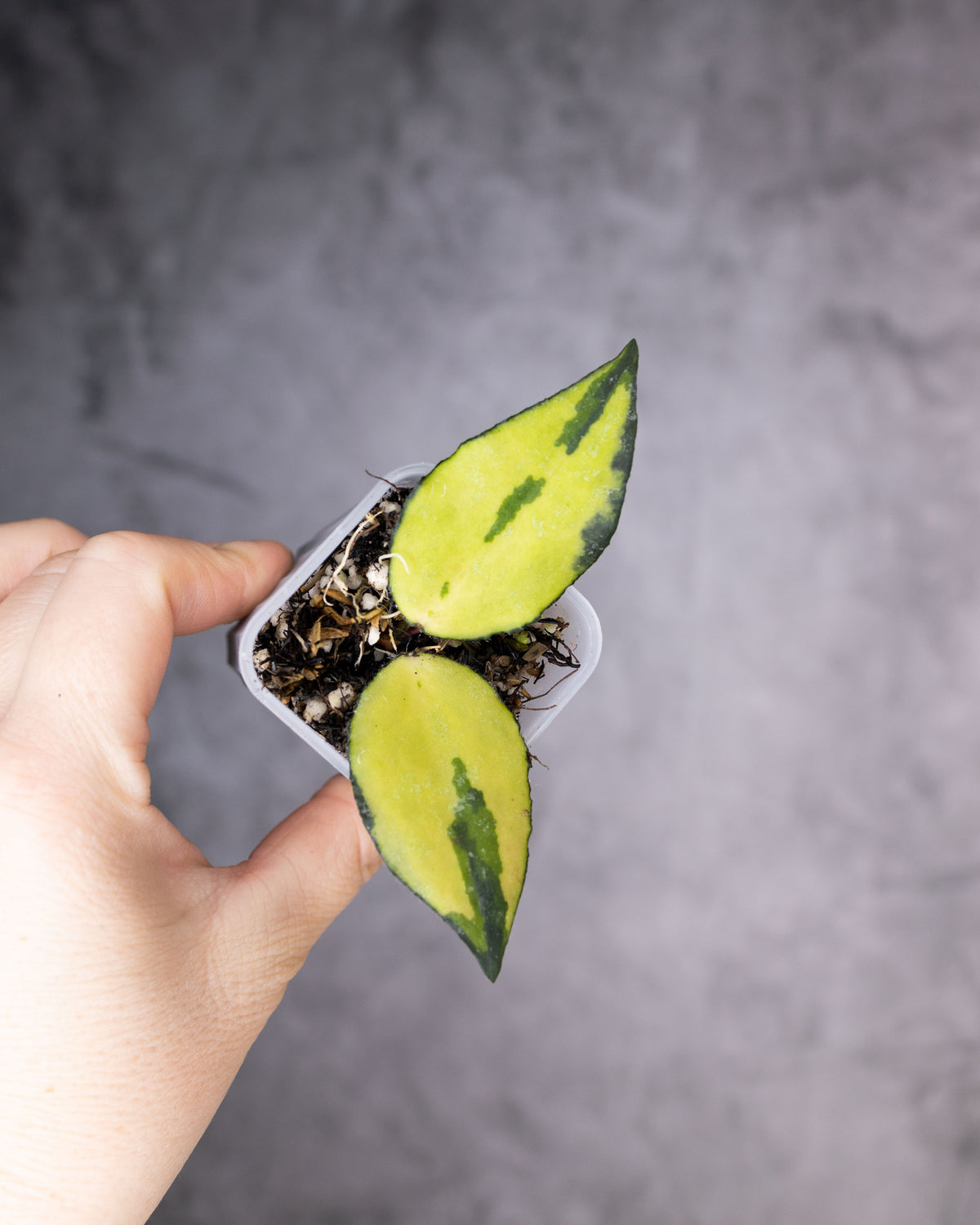 Hoya caudata (Variegated)
