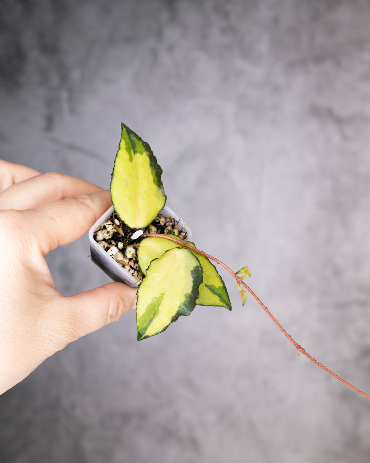 Hoya caudata (Variegated)