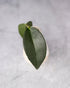 Green leaf on a white ceramic plate with a blurred gray background