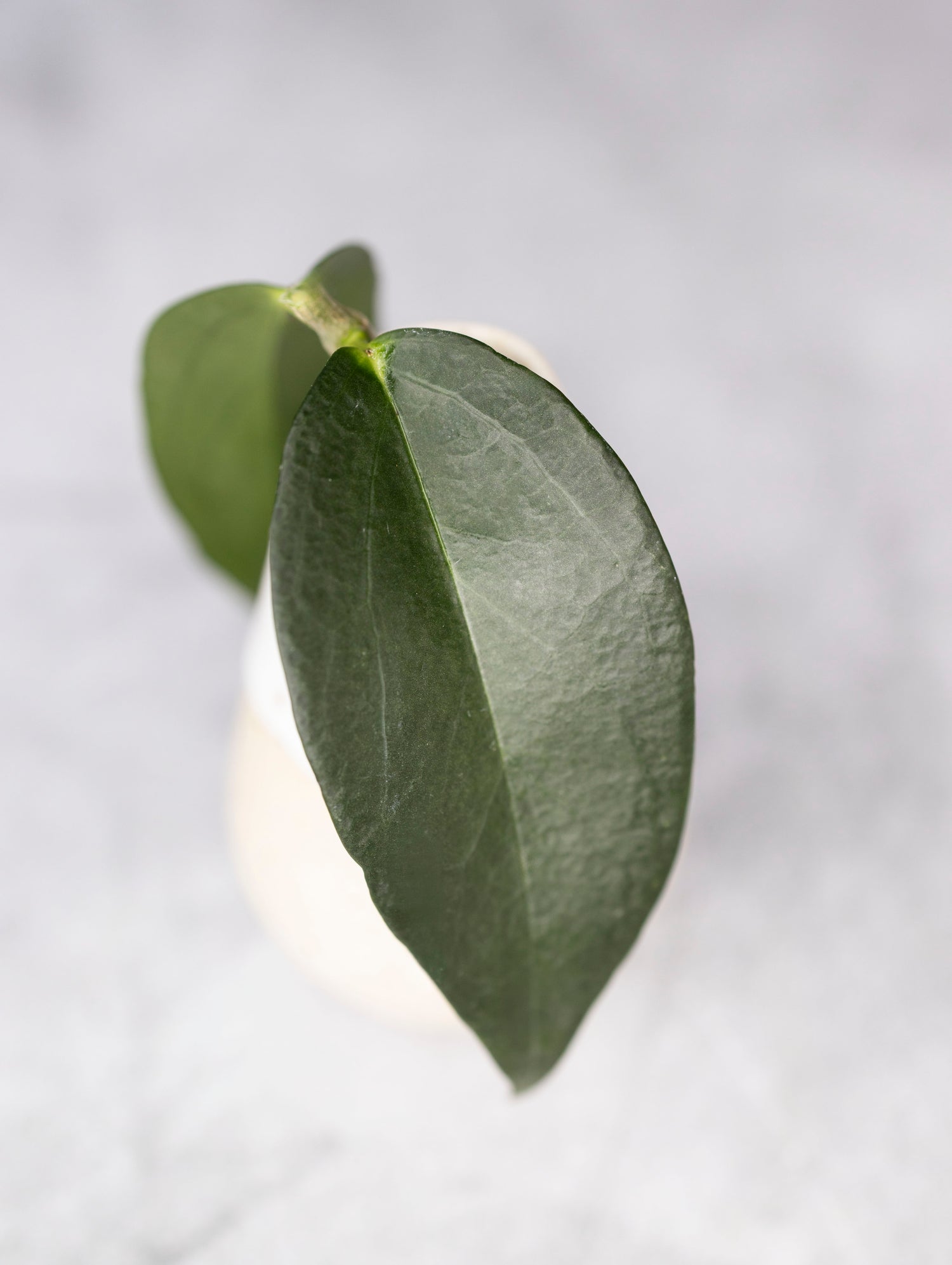 Close-up of a green leaf on a light gray background