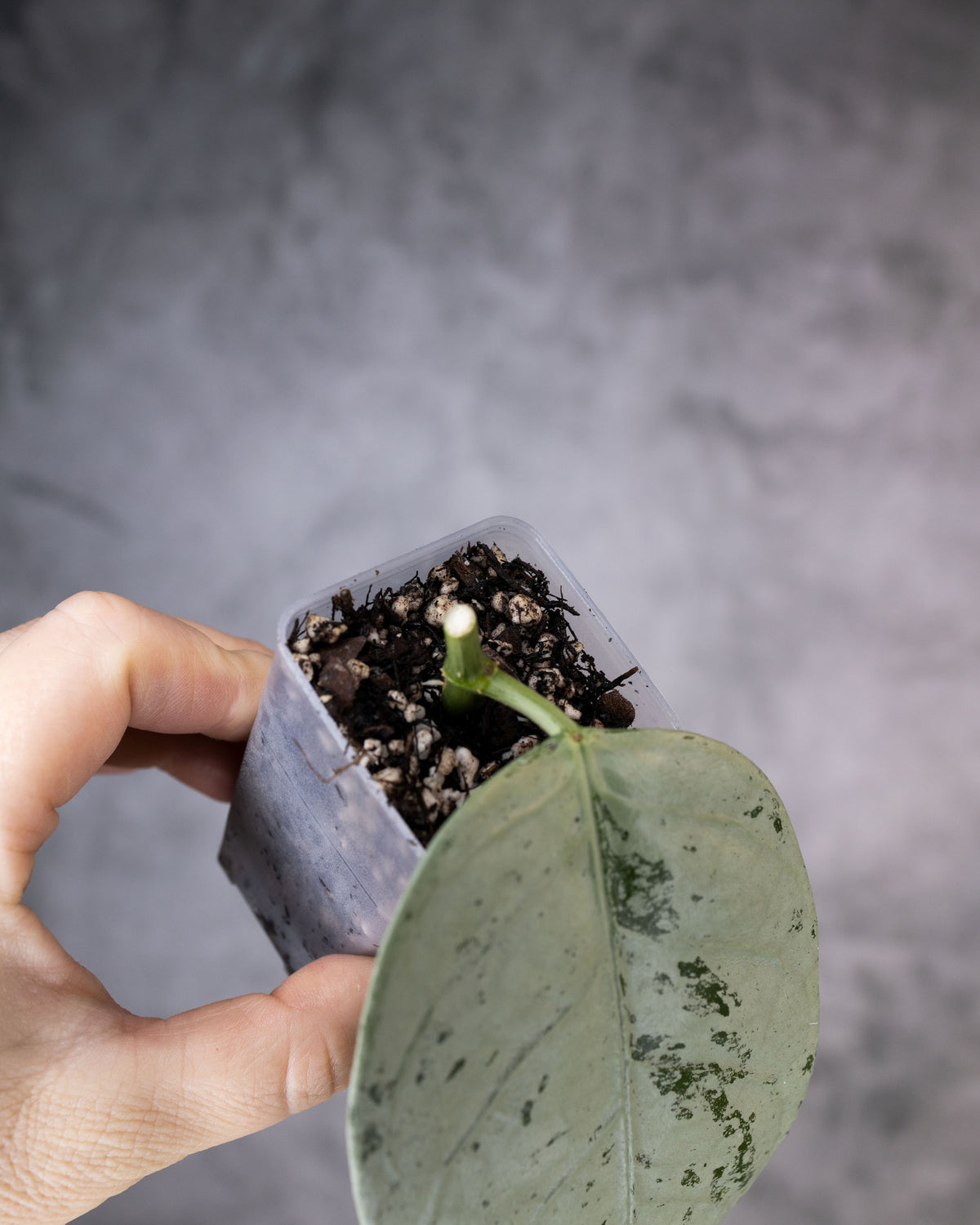 Hoya coriacea (Silver/Splash)