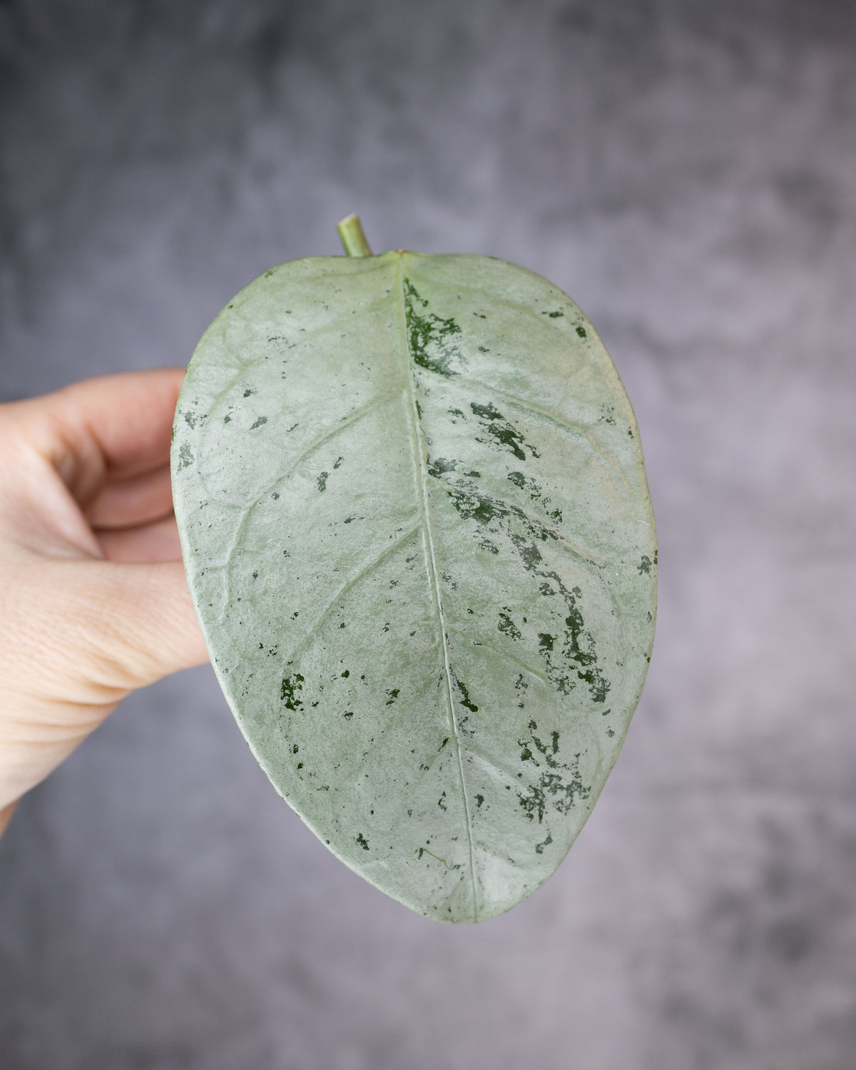 Hoya coriacea (Silver/Splash)