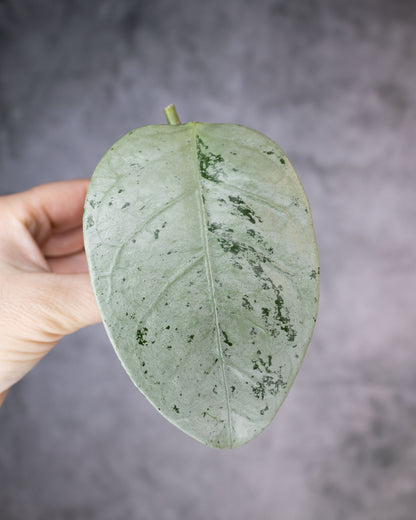 Hoya coriacea (Silver/Splash)