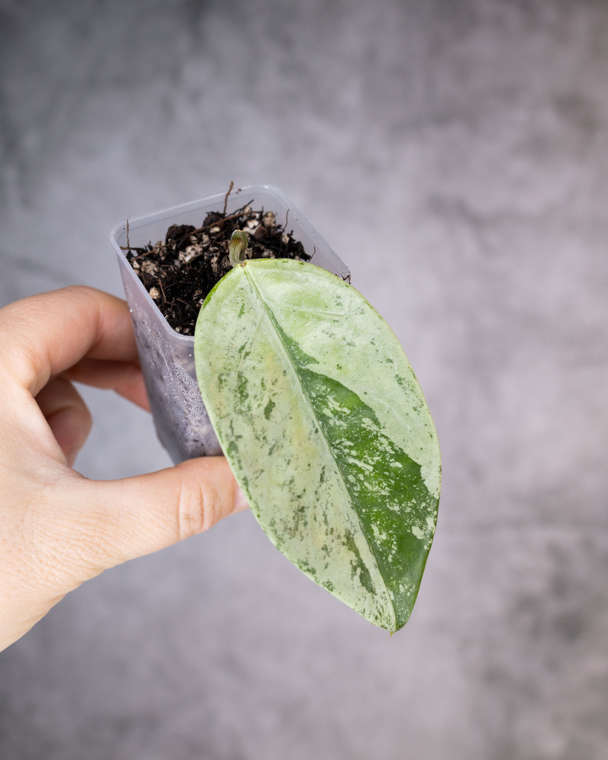 Hoya coriacea (Silver/Splash)