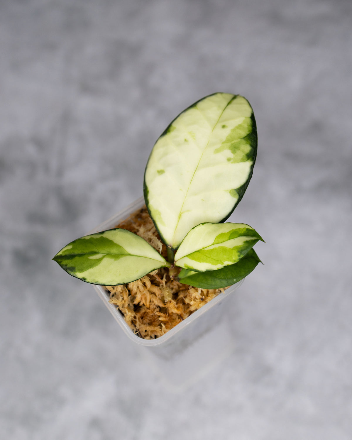 Hoya crassipetiolata (Variegated)