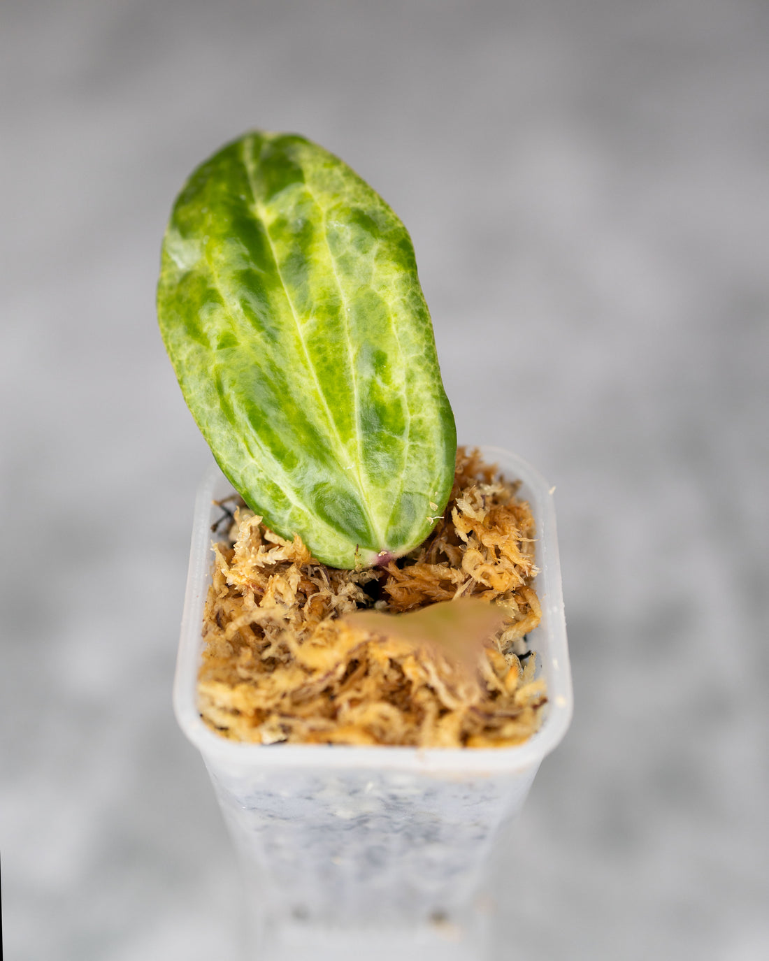 Hoya &