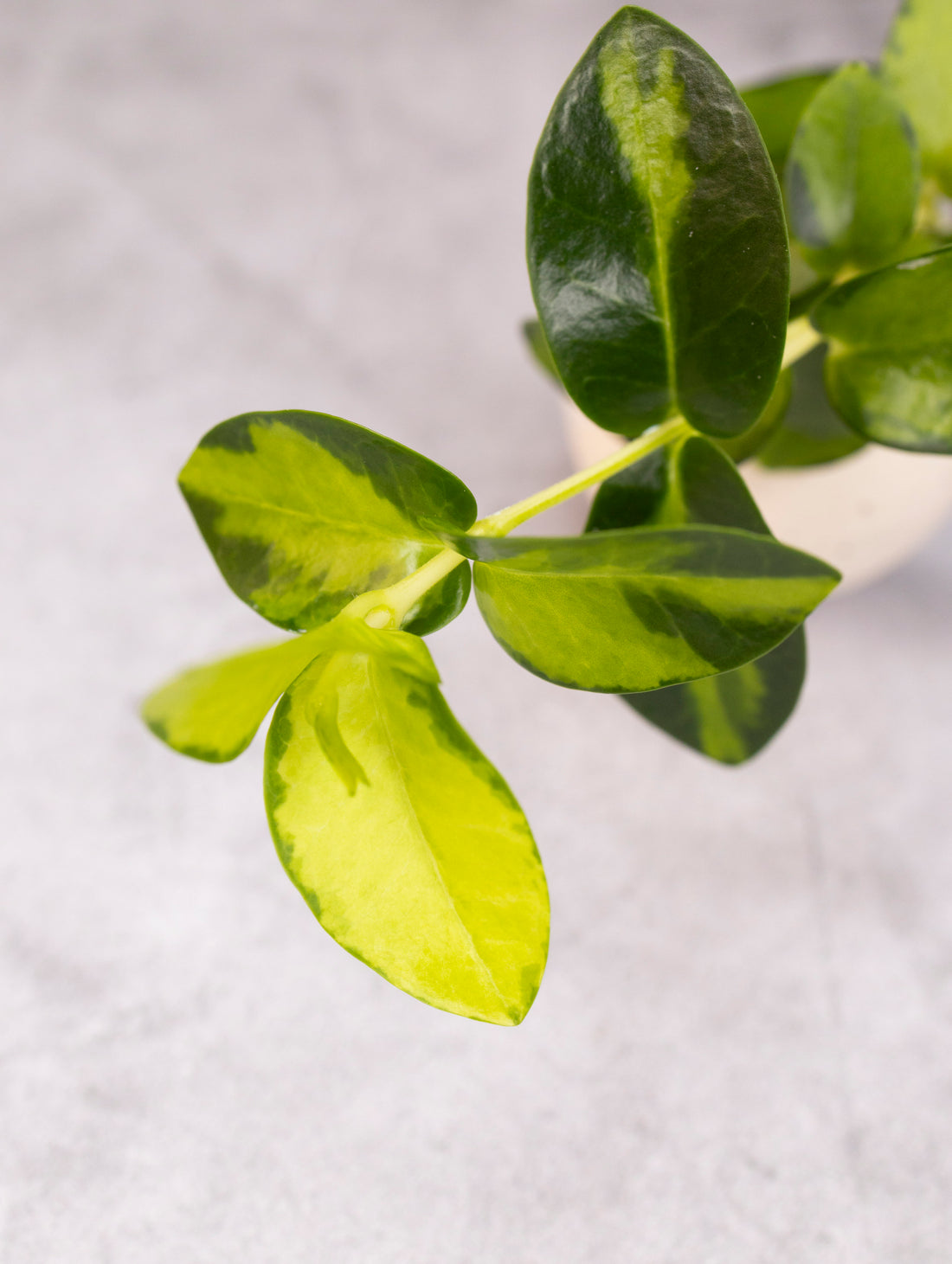 Close-up of green leaves on a white background