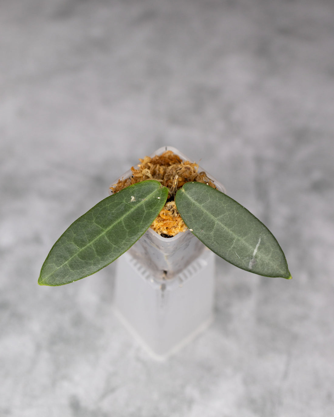 Hoya hypolasia