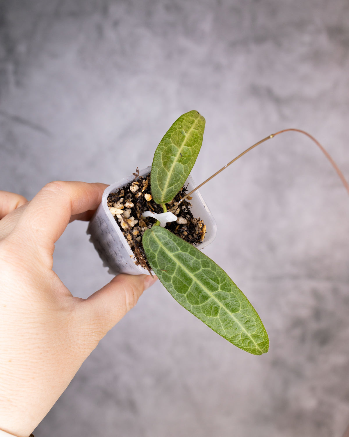 Hoya hypolasia
